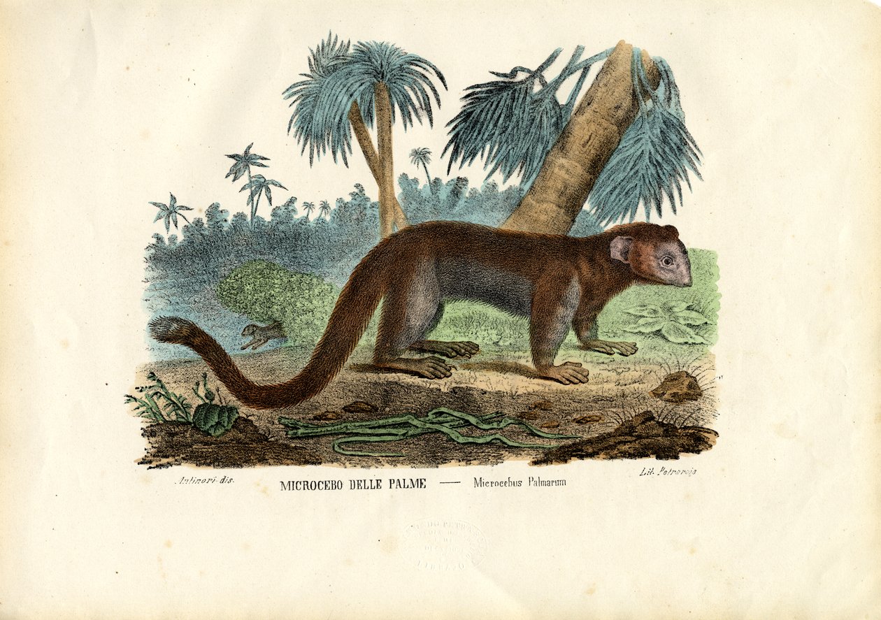 Microcebo, 1863-79 da Raimundo Petraroja