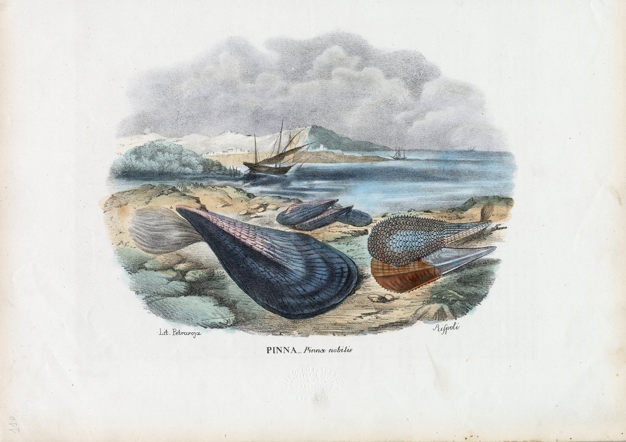 Cozze, 1863-79 da Raimundo Petraroja