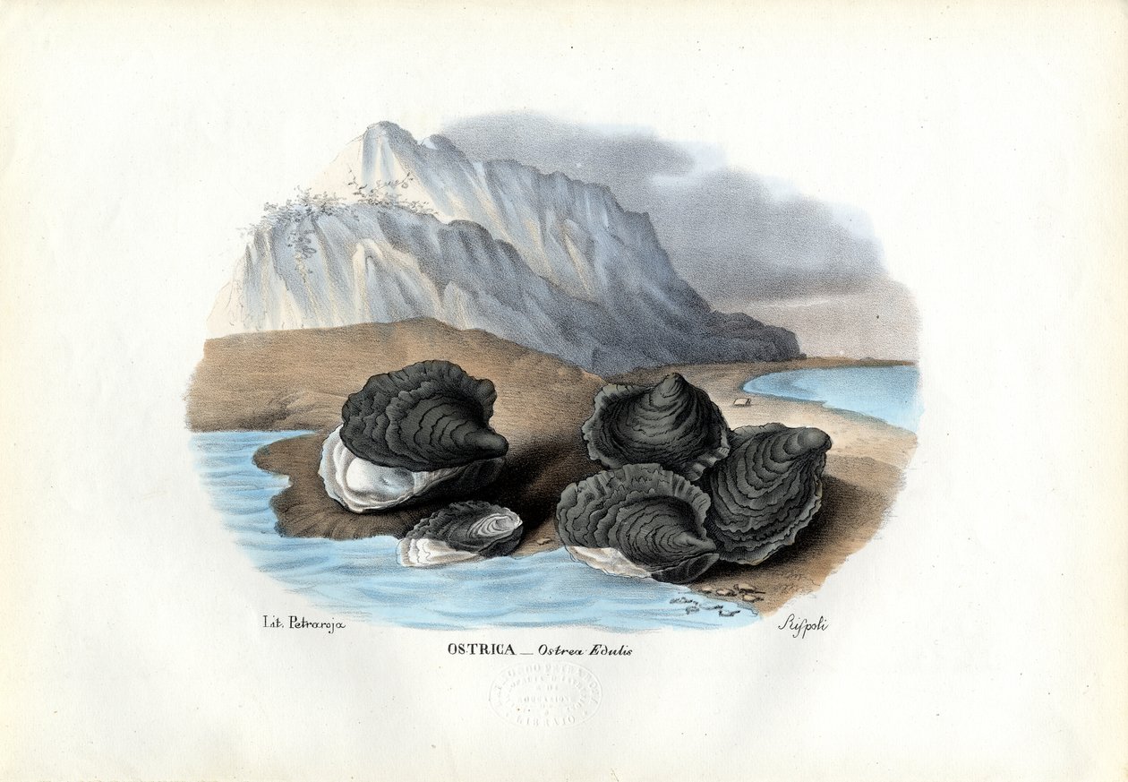 Cozze, 1863-79 da Raimundo Petraroja