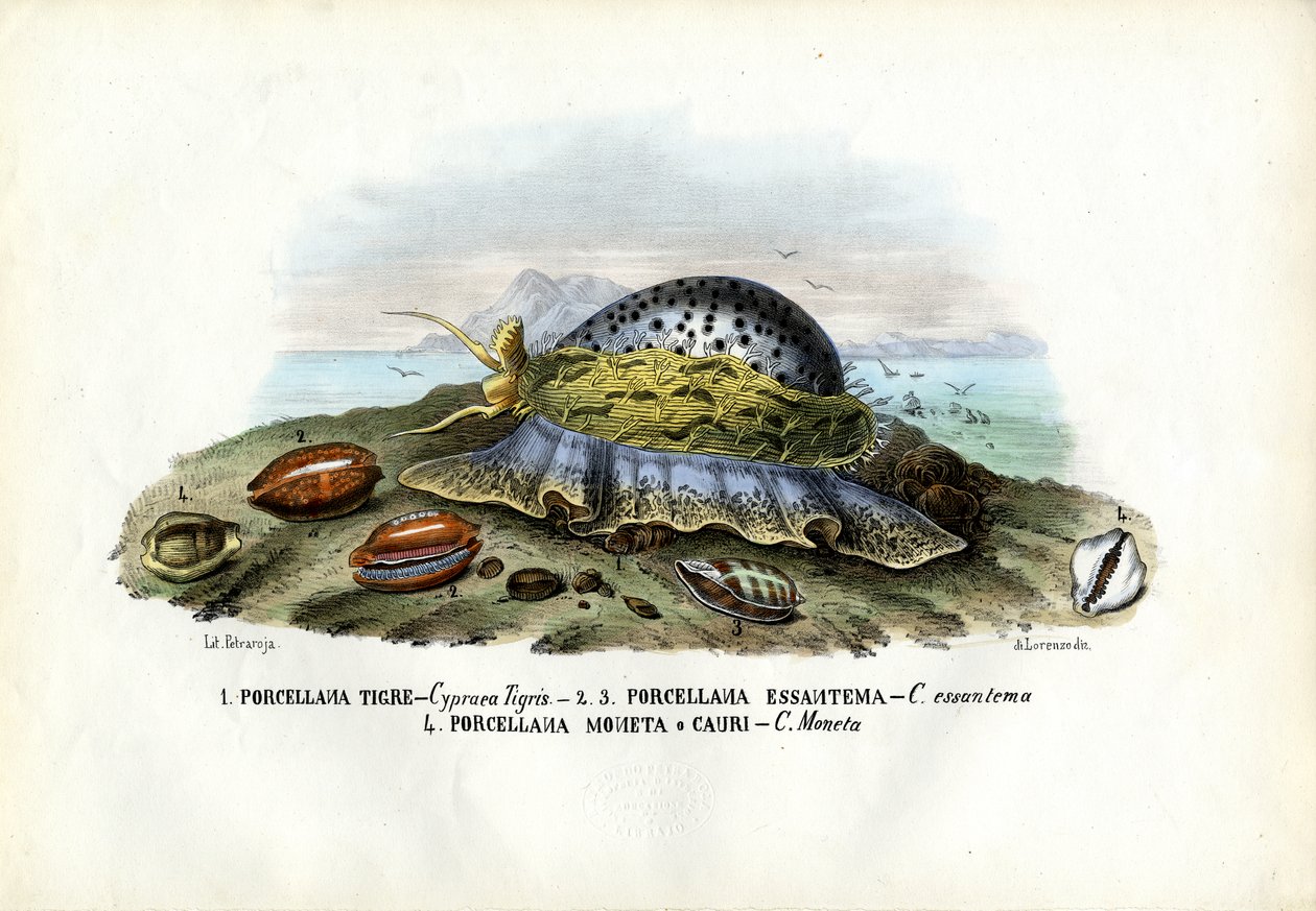 Cozze, 1863-79 da Raimundo Petraroja