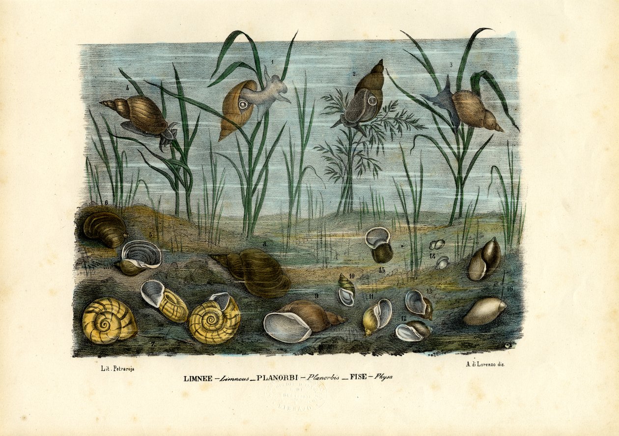 Cozze, 1863-79 da Raimundo Petraroja
