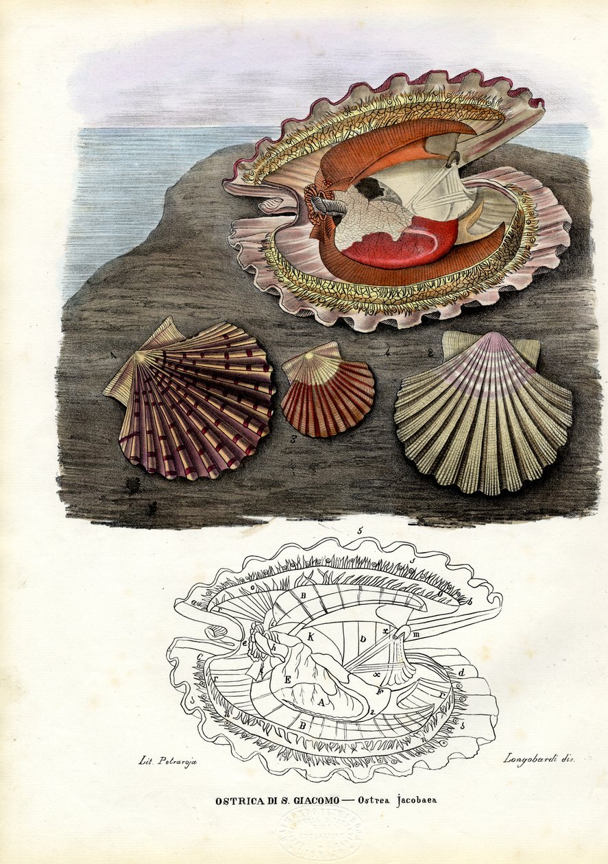 Cozze, 1863-79 da Raimundo Petraroja