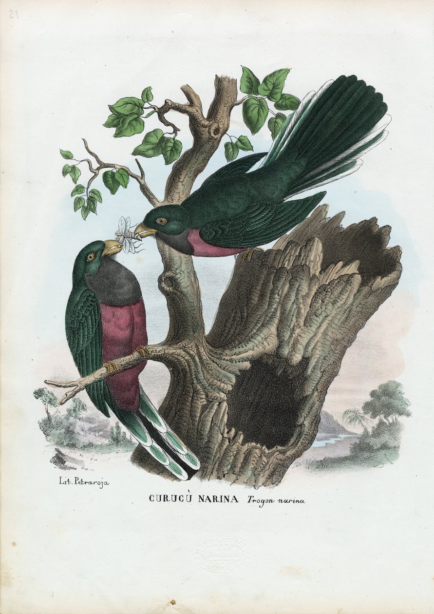 Narina Trogon, 1863-79 da Raimundo Petraroja