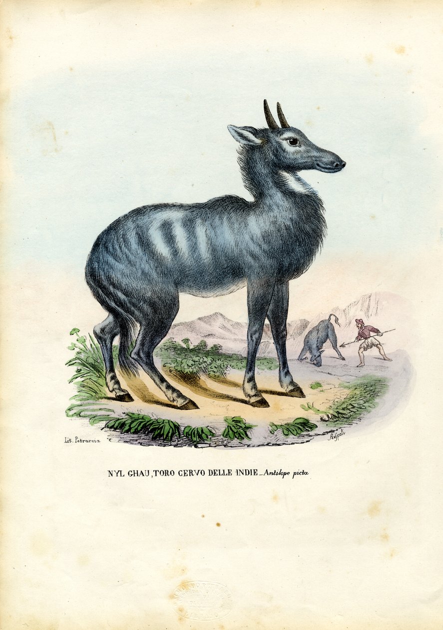 Nilgai, 1863-79 da Raimundo Petraroja