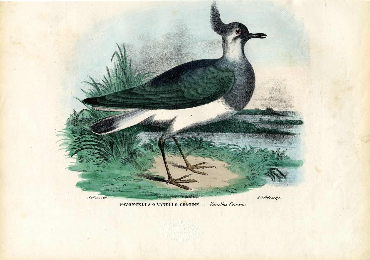 Pavoncella Settentrionale, 1863-79 da Raimundo Petraroja