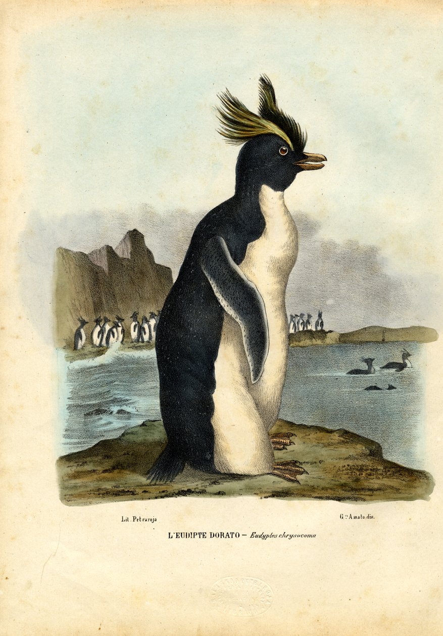 Pinguino saltarocce settentrionale, 1863-79 da Raimundo Petraroja