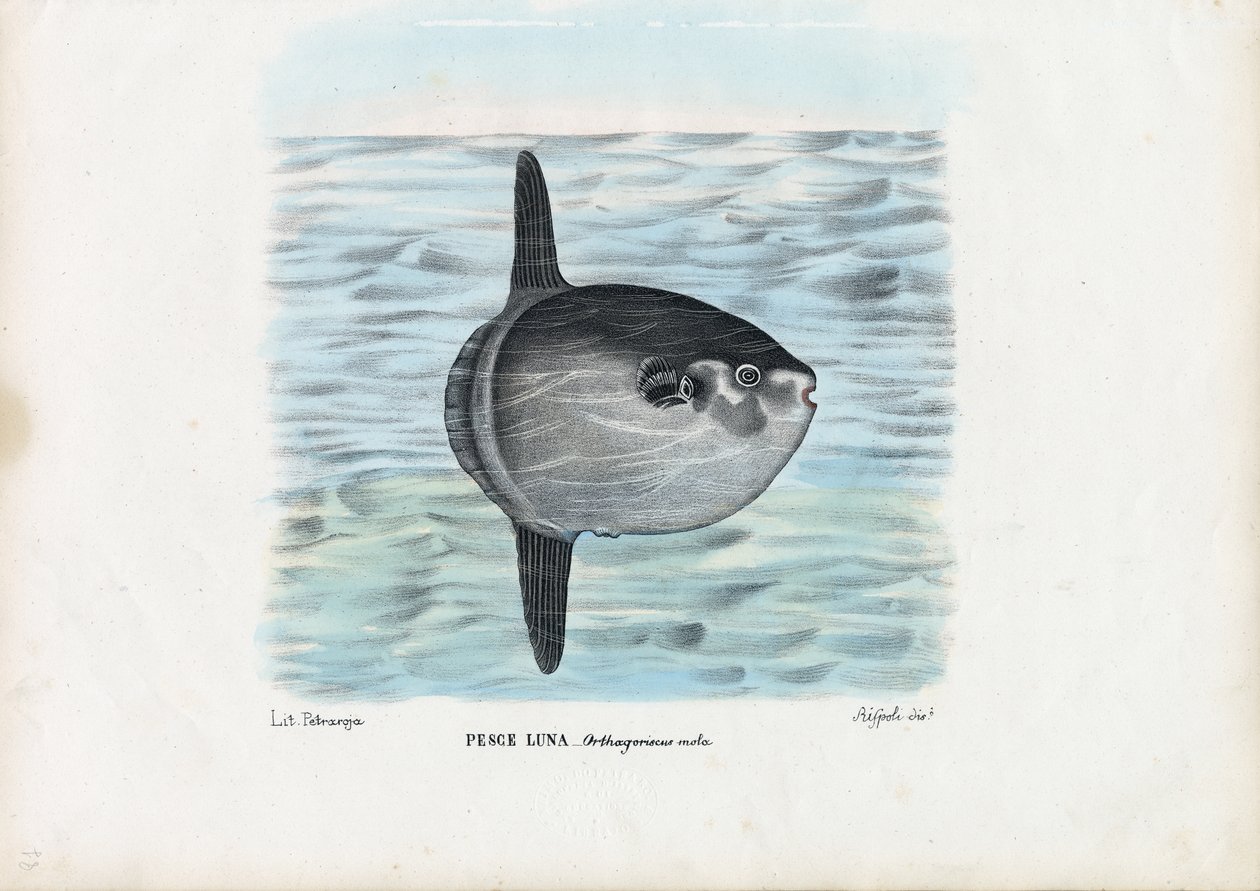 Pesce luna, 1863-79 da Raimundo Petraroja