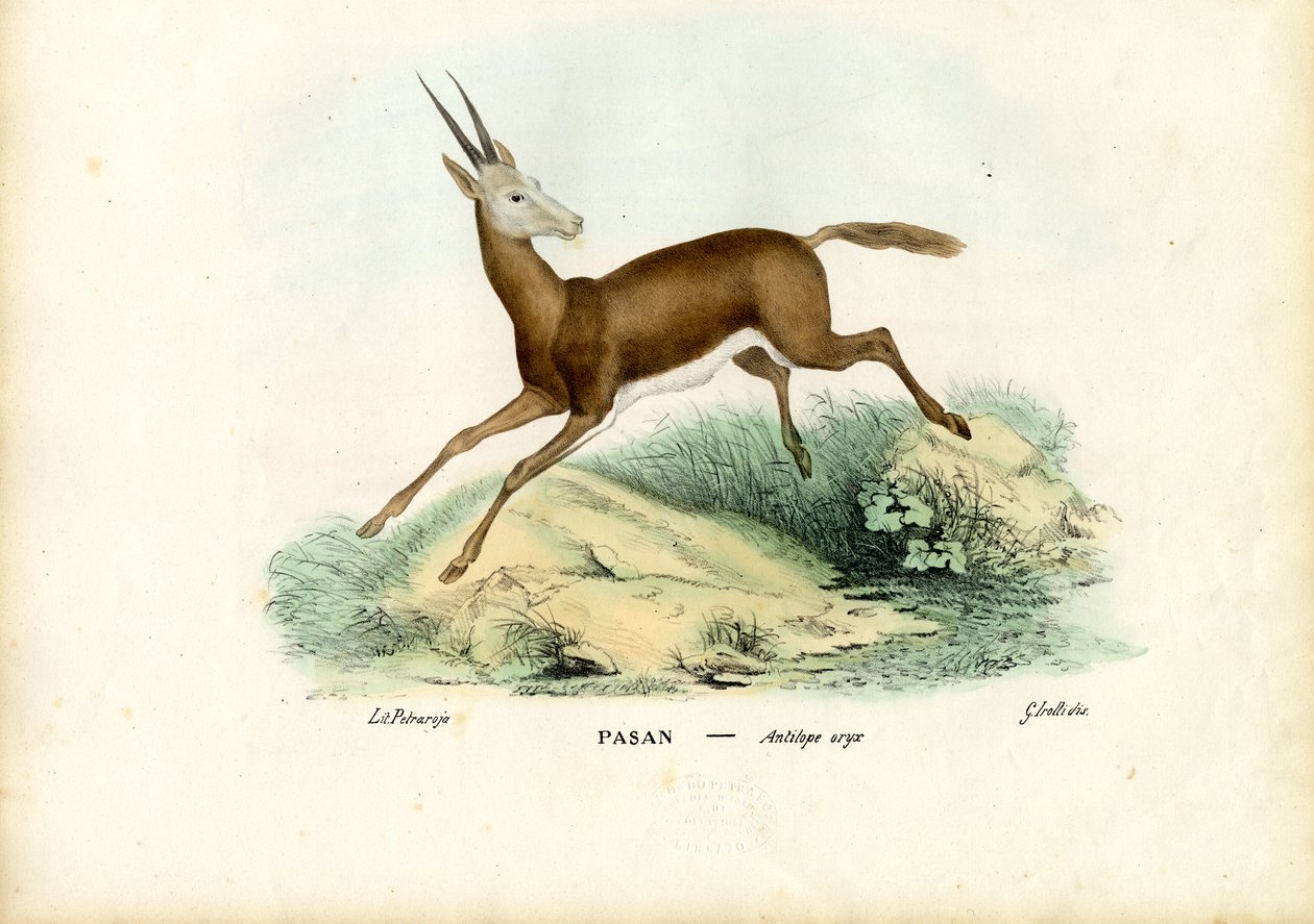 Oryx, 1863-79 da Raimundo Petraroja
