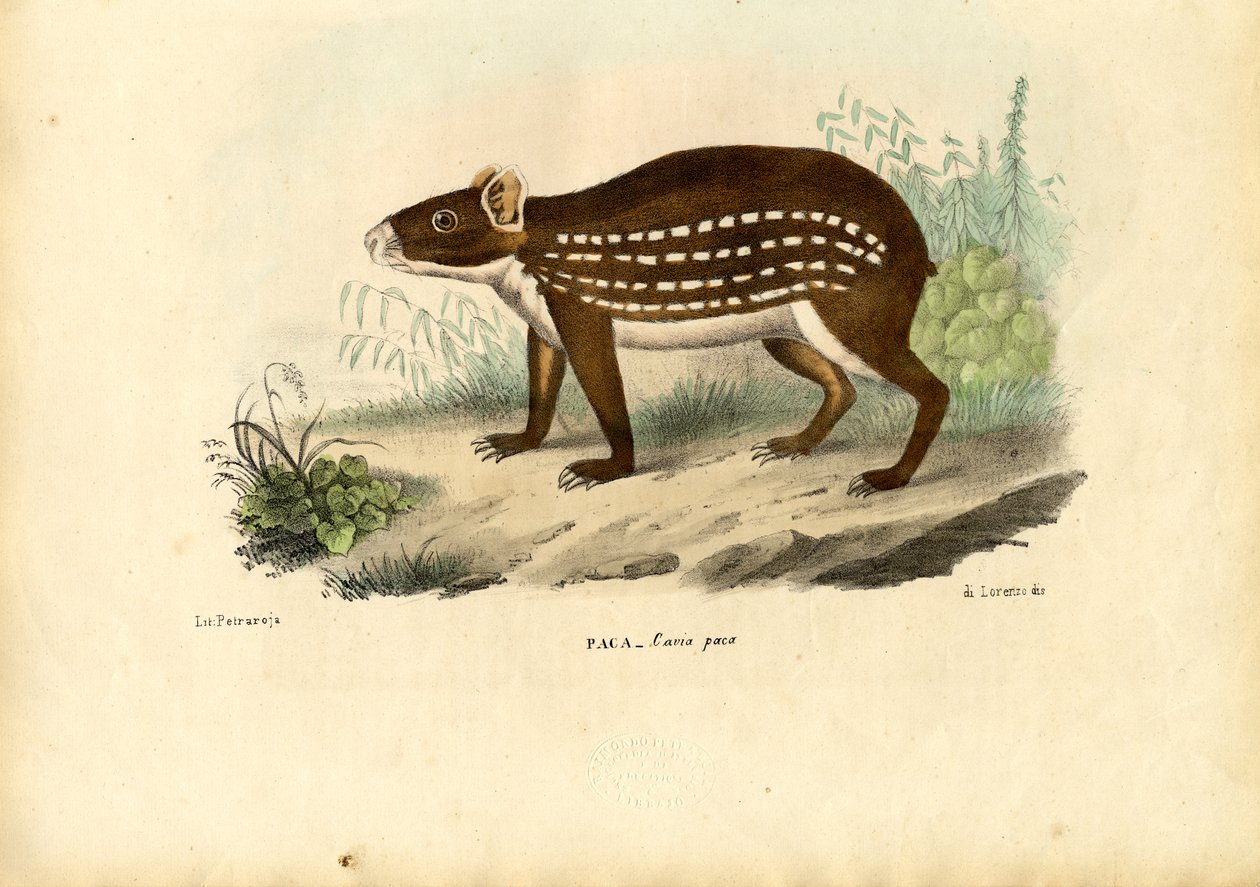 Paca, 1863-79 da Raimundo Petraroja