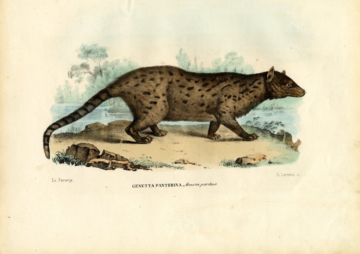 Genetta pardina, 1863-79 da Raimundo Petraroja