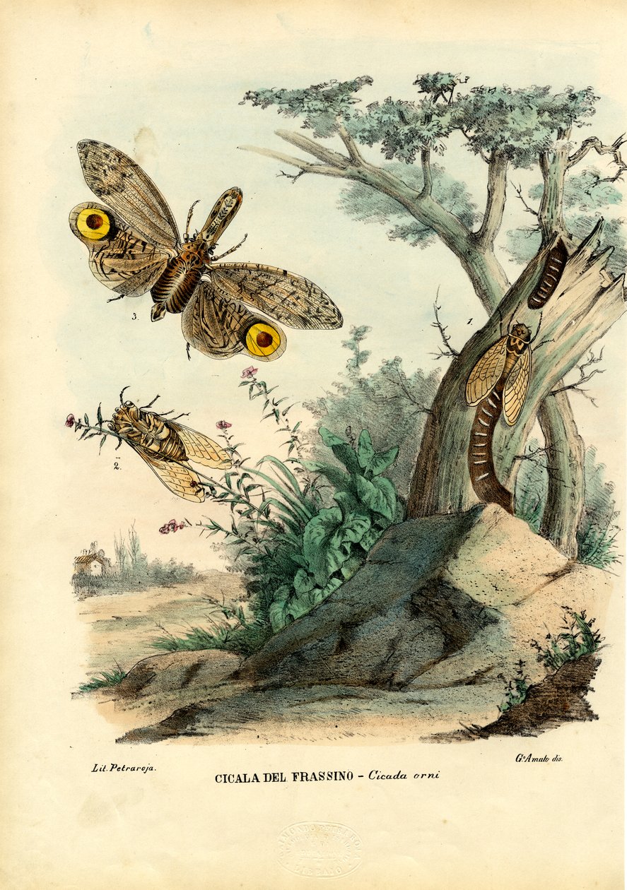 Insetto testa di arachide, 1863-79 da Raimundo Petraroja