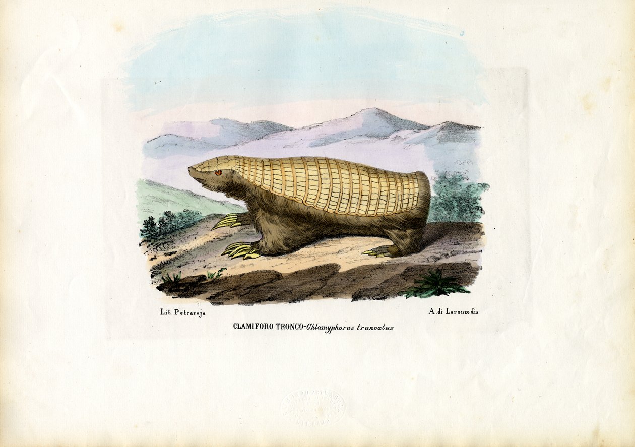 Armadillo delle fate rosa, 1863-79 da Raimundo Petraroja
