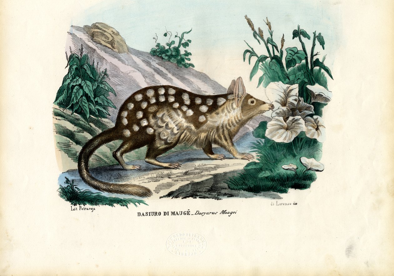 Quoll, 1863-79 da Raimundo Petraroja