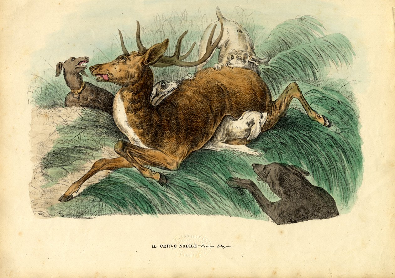 Cervo rosso, 1863-79 da Raimundo Petraroja