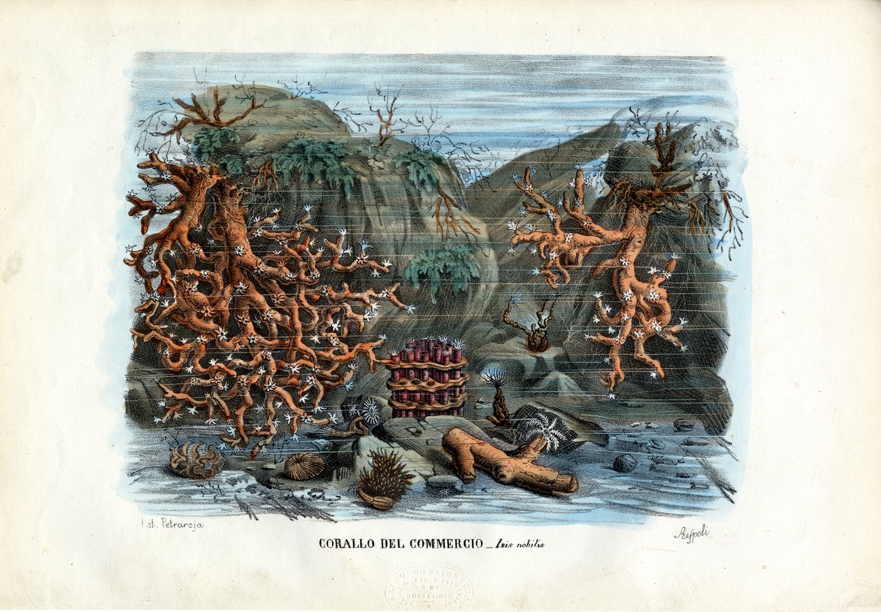 Coralli di Iside rossi, 1863-79 da Raimundo Petraroja