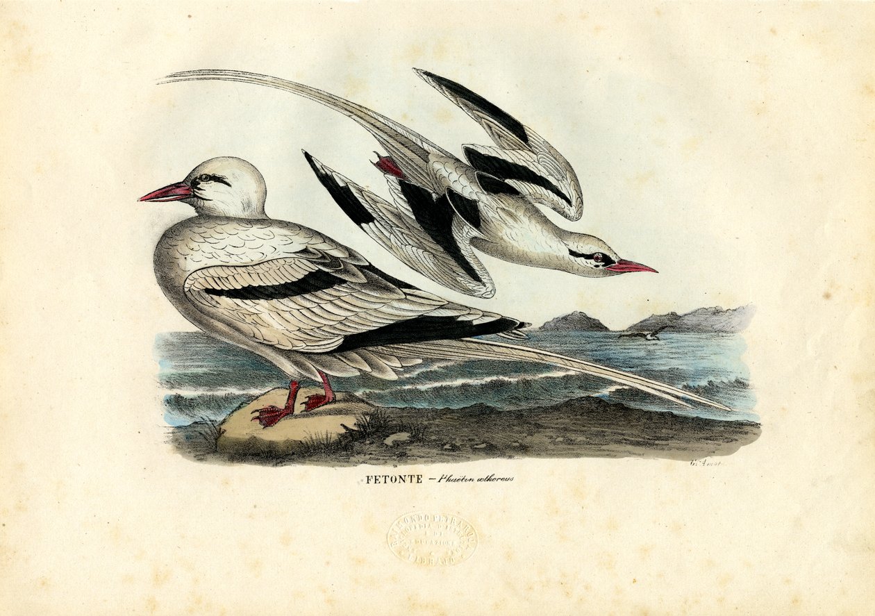 Sula dalle zampe rosse, 1863-79 da Raimundo Petraroja
