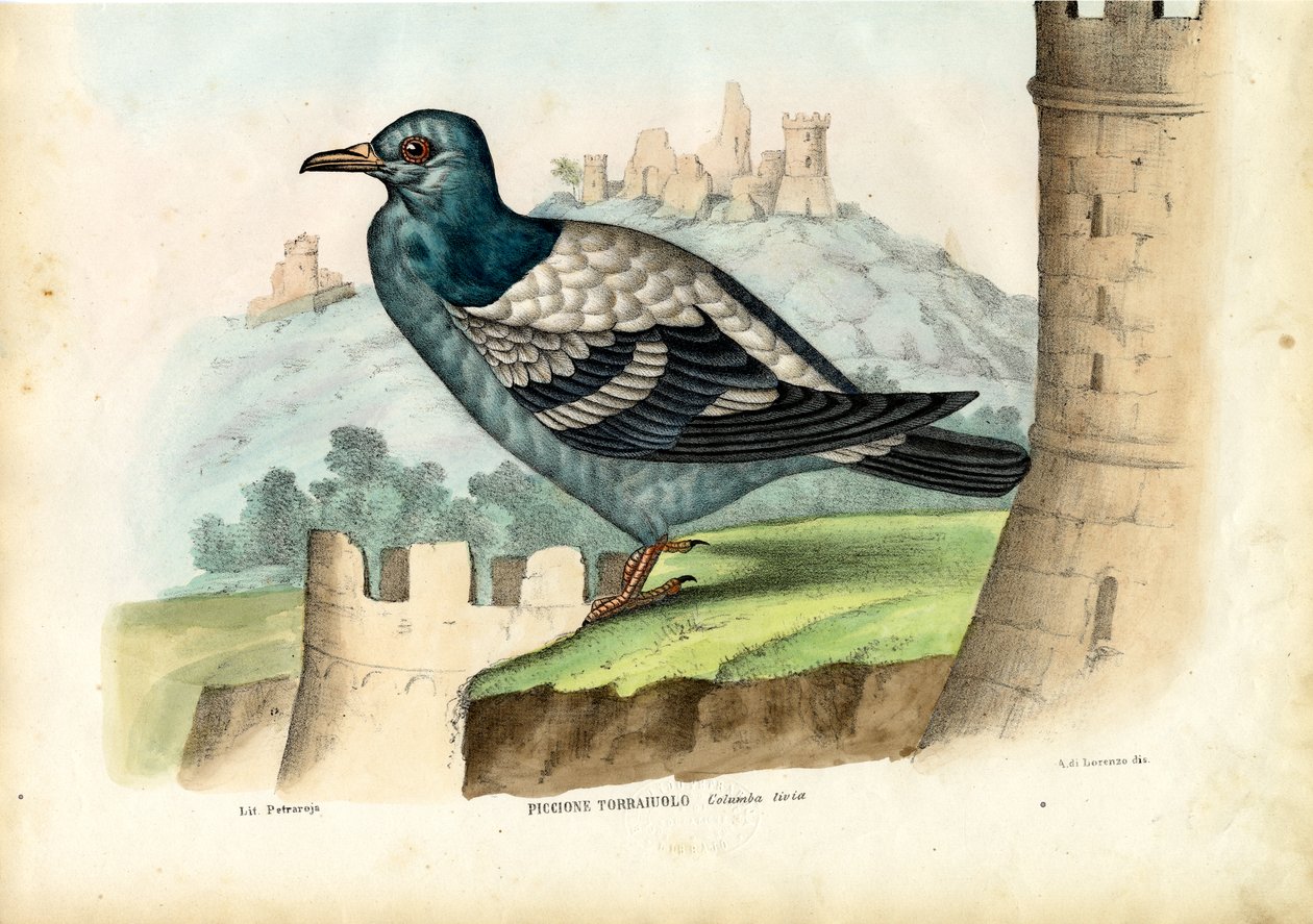Piccione selvatico, 1863-79 da Raimundo Petraroja