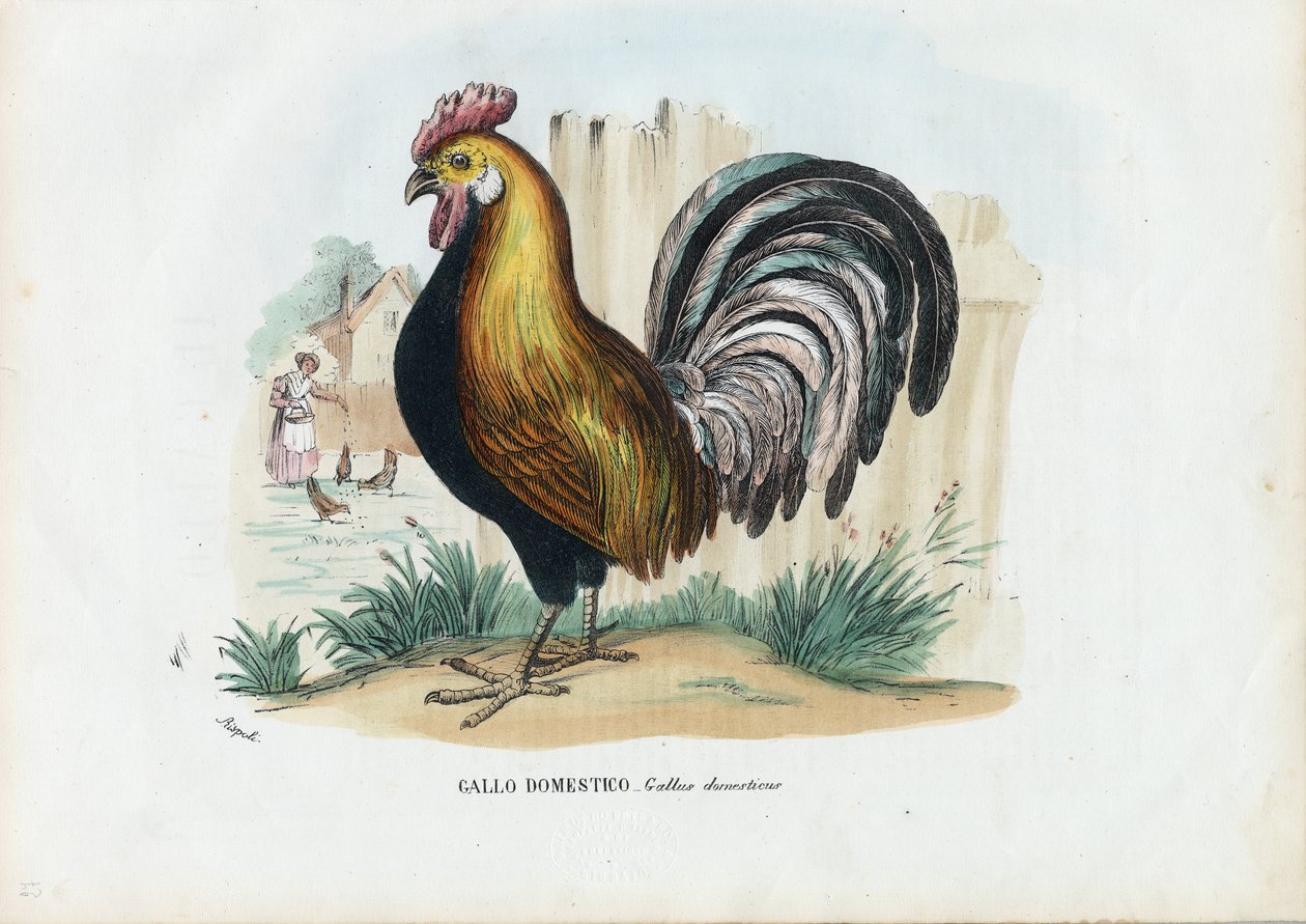 Gallo, 1863-79 da Raimundo Petraroja
