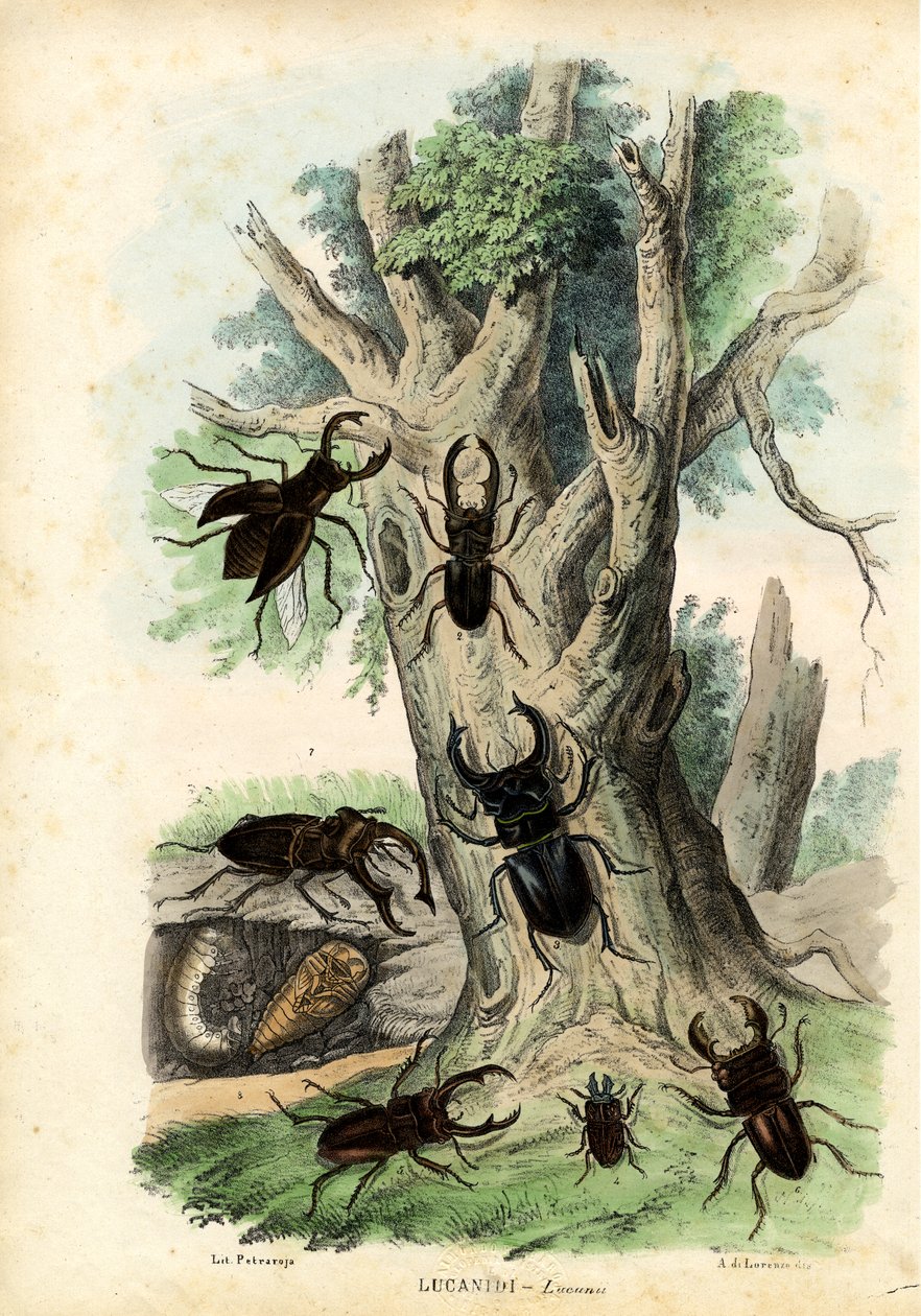 Scarabei, 1863-79 da Raimundo Petraroja