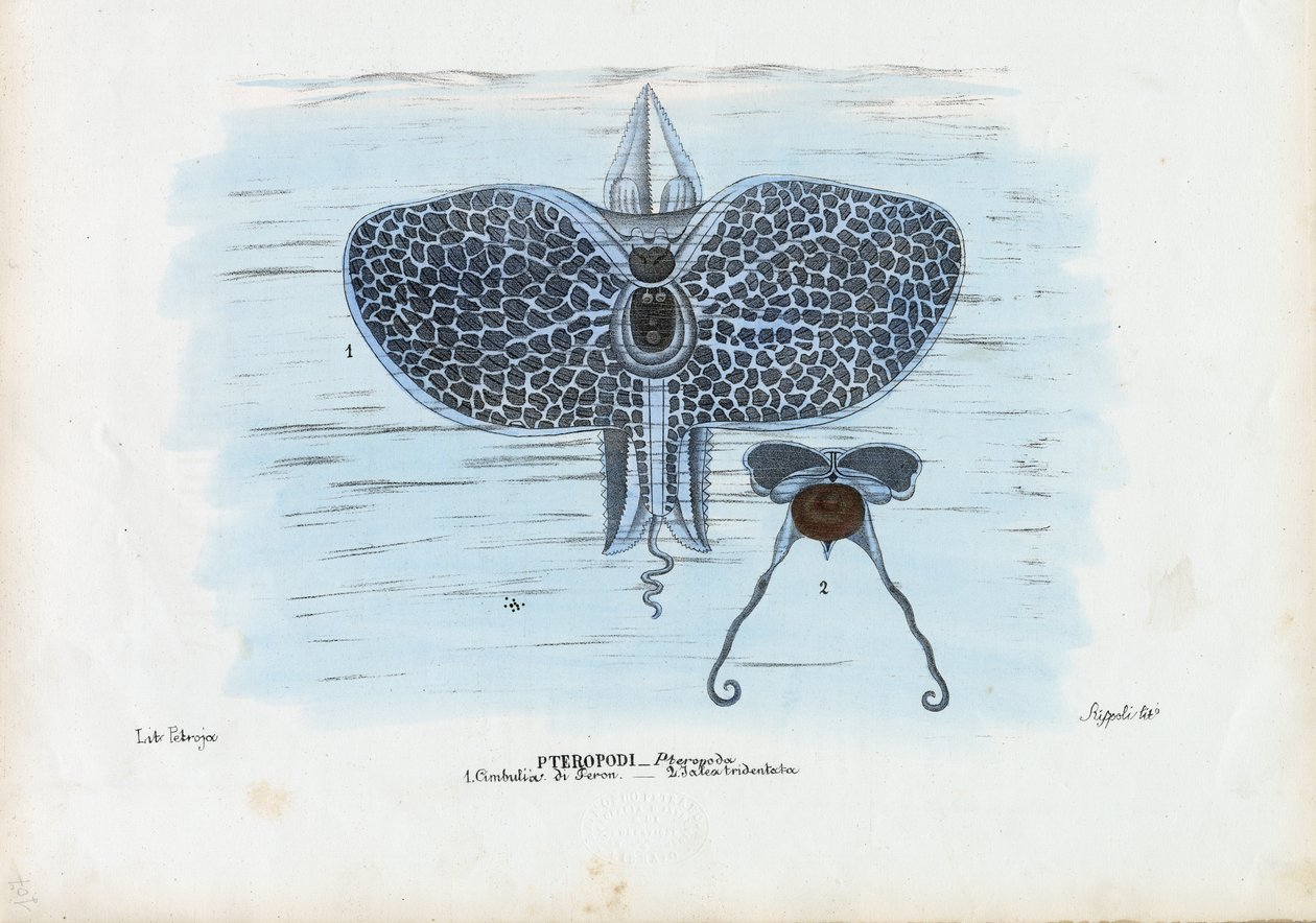 Farfalle di mare, 1863-79 da Raimundo Petraroja