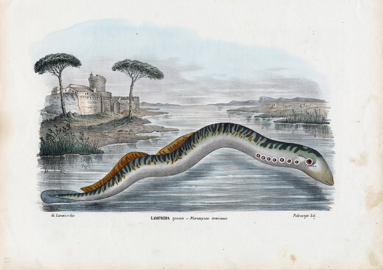 Lampreda di mare, 1863-79 da Raimundo Petraroja