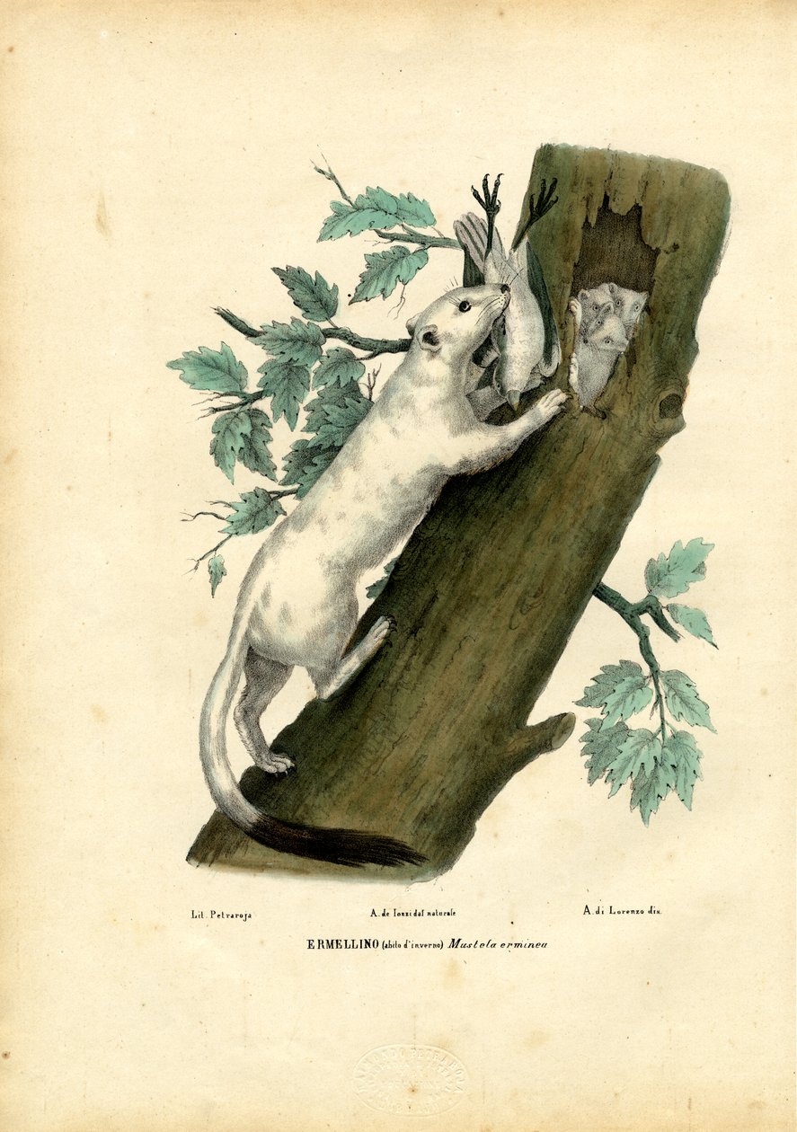 Donnola dalla coda corta, 1863-79 da Raimundo Petraroja