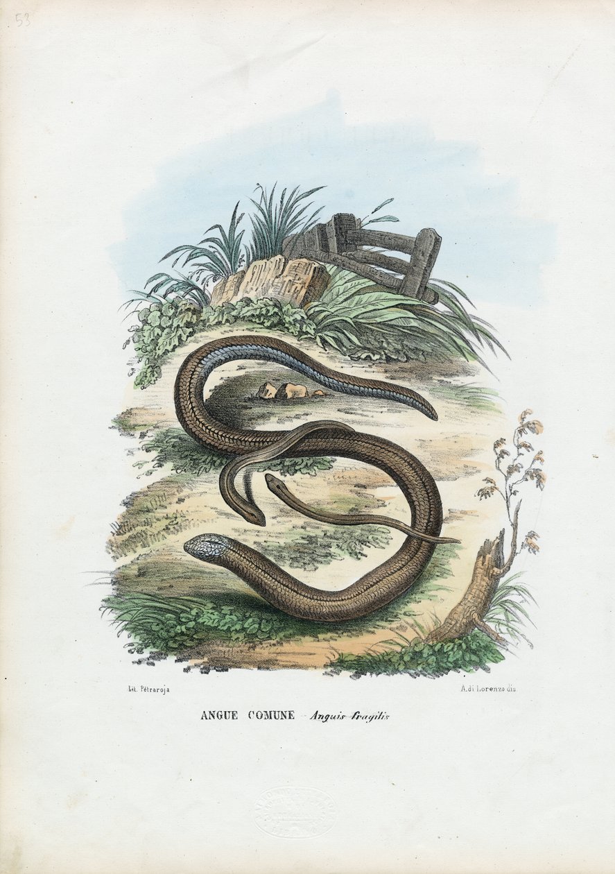 Luscengola, 1863-79 da Raimundo Petraroja