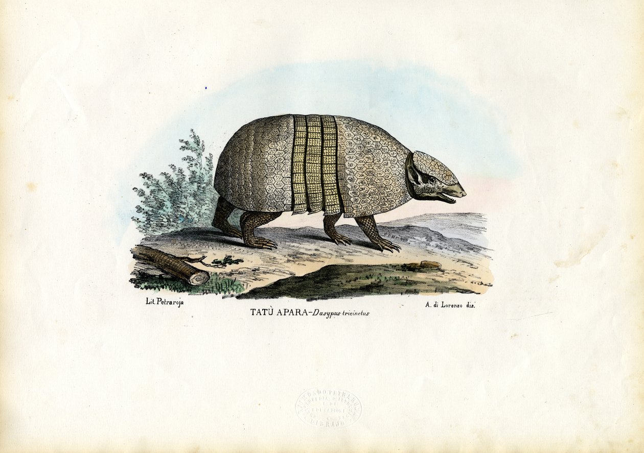 Armadillo a tre bande meridionale, 1863-79 da Raimundo Petraroja
