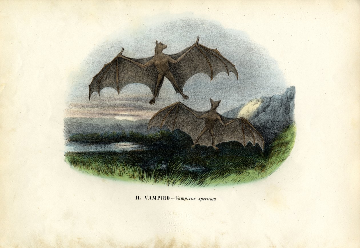 Pipistrello spettrale, 1863-79 da Raimundo Petraroja