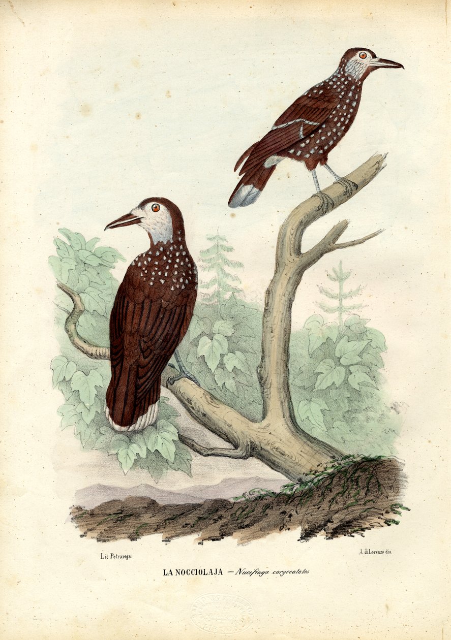 Nocciolaia maculata, 1863-79 da Raimundo Petraroja