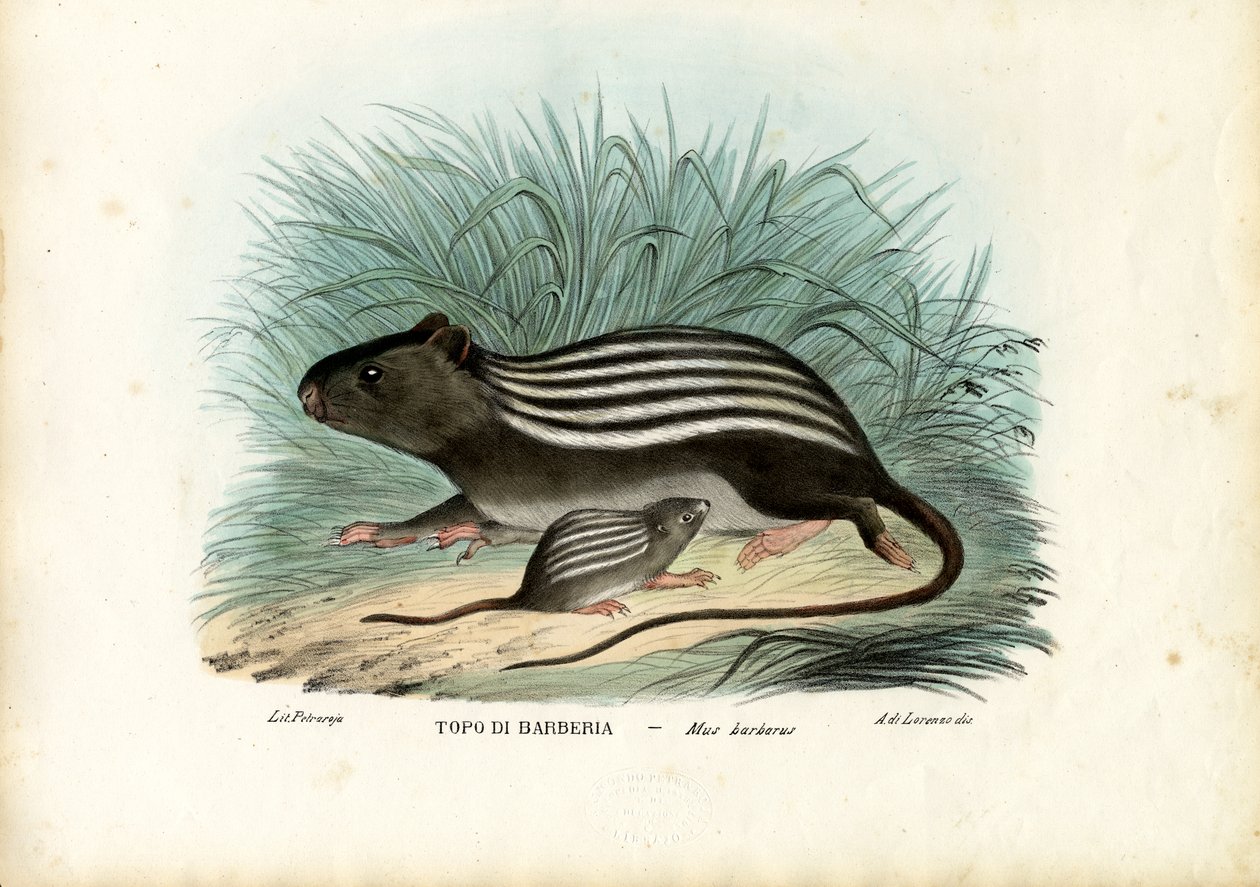Topo striato, 1863-79 da Raimundo Petraroja