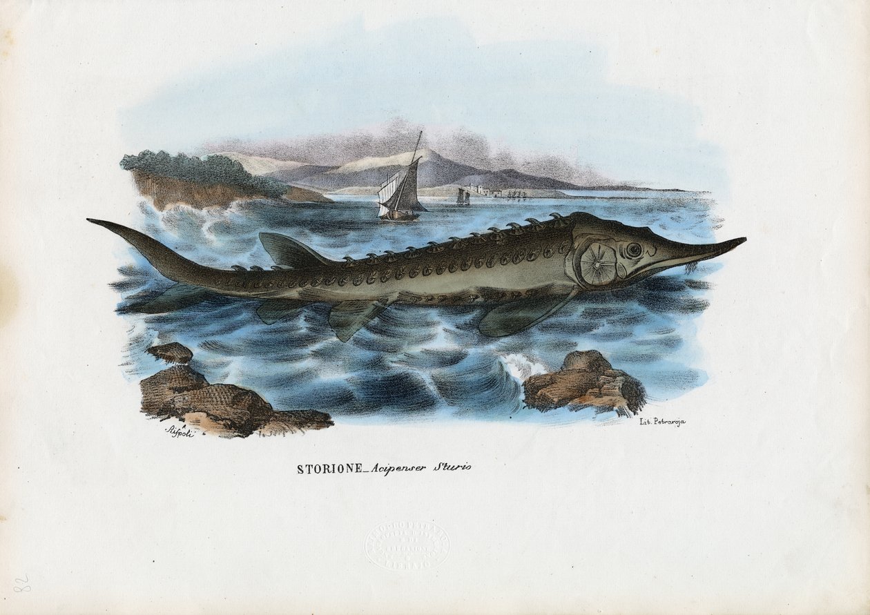 Storione, 1863-79 da Raimundo Petraroja