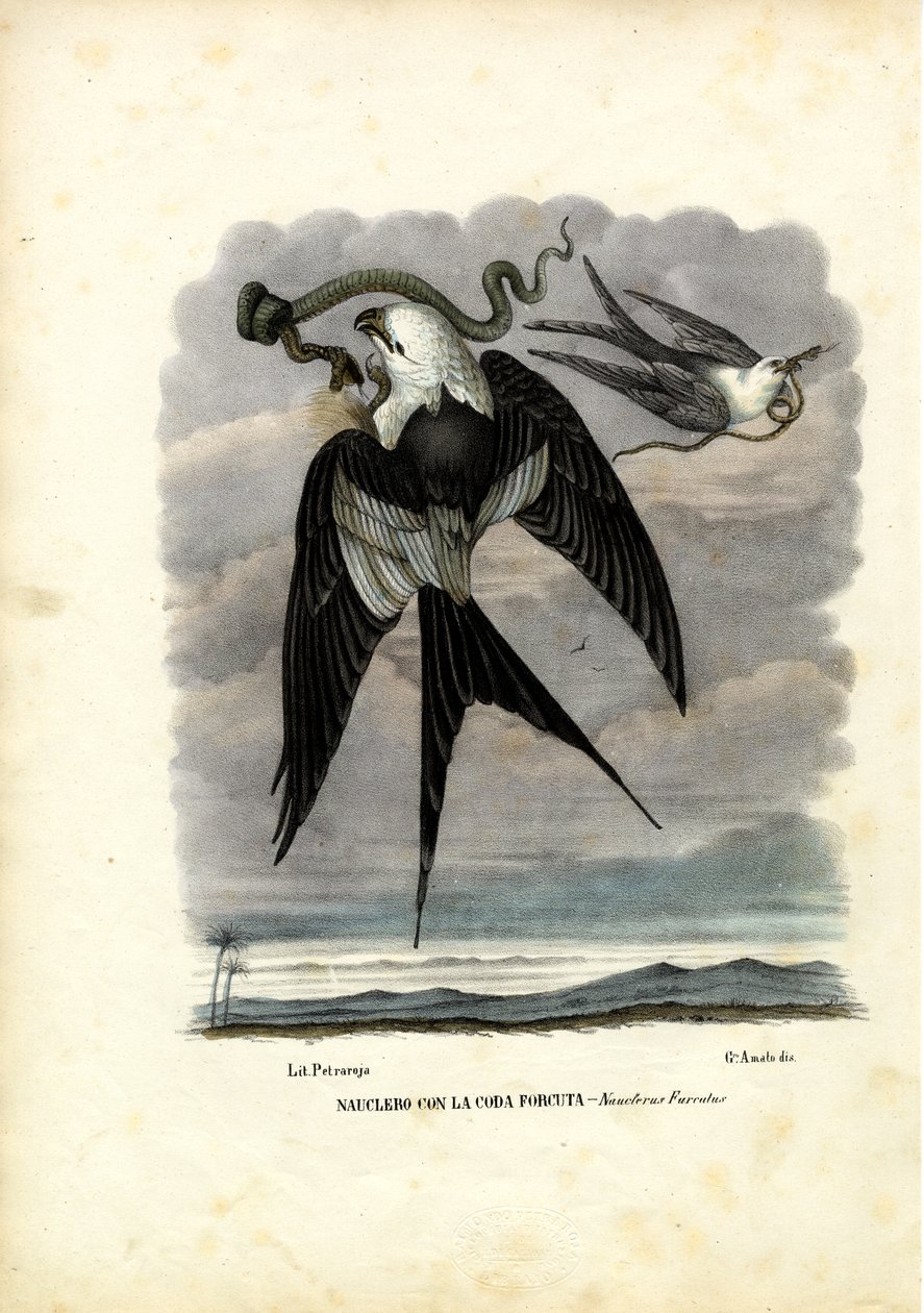 Nibbio coda forcuta, 1863-79 da Raimundo Petraroja