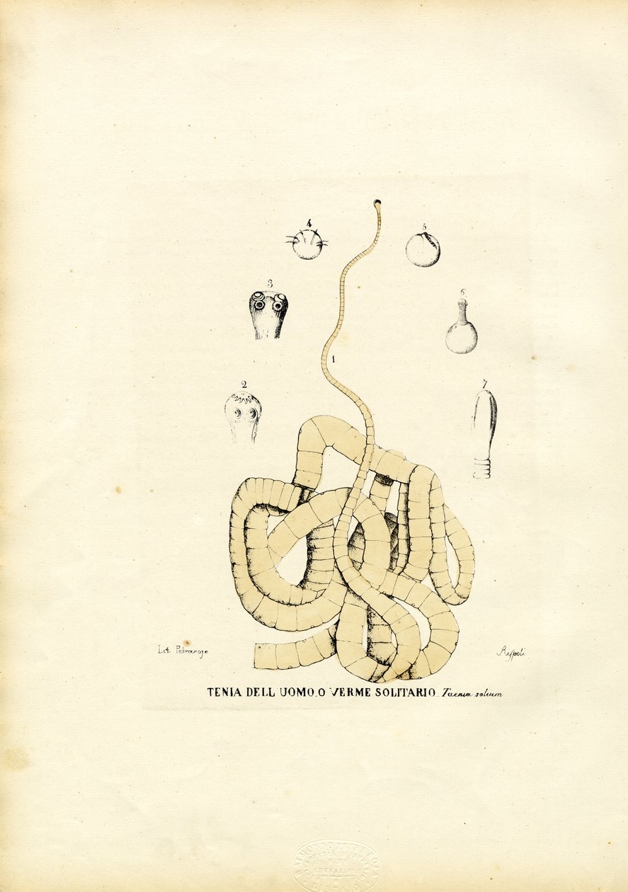 Tenia, 1863-79 da Raimundo Petraroja