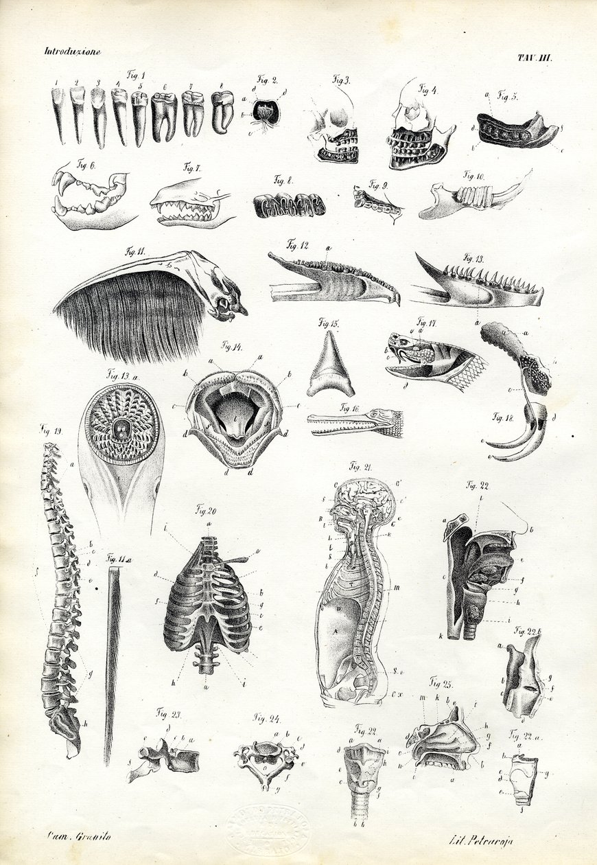 Denti, 1863-79 da Raimundo Petraroja