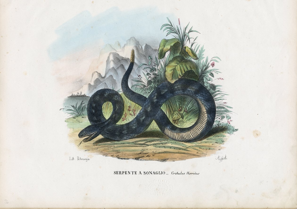 Serpente a sonagli del legno, 1863-79 da Raimundo Petraroja