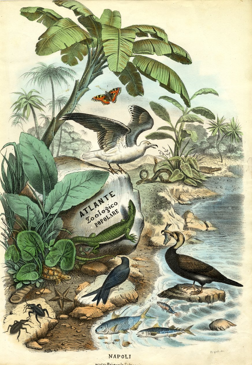 Pagina del titolo, 1863-79 da Raimundo Petraroja