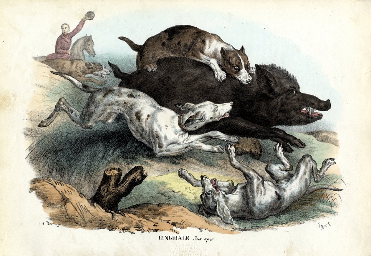 Cinghiale, 1863-79 da Raimundo Petraroja