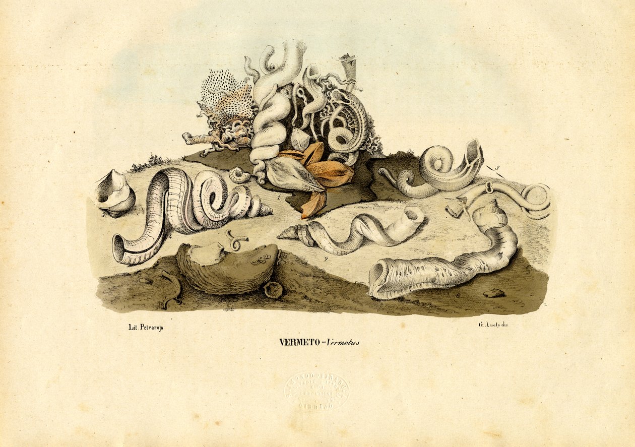 Lumache di verme, 1863-79 da Raimundo Petraroja