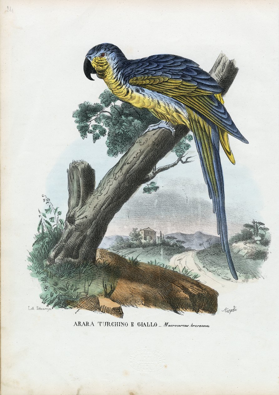 Ara ararauna, 1863-79 da Raimundo Petraroja