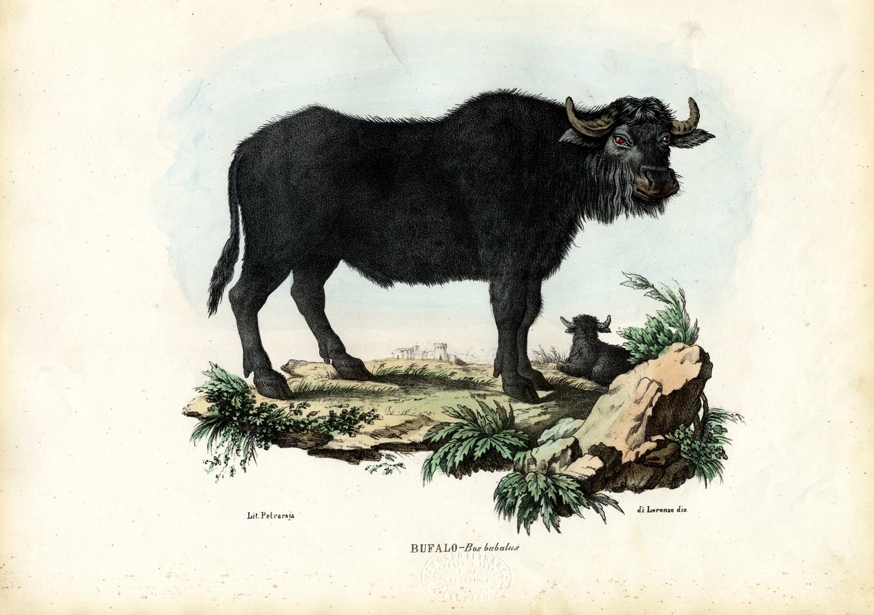 Bufalo, 1863-79 da Raimundo Petraroja