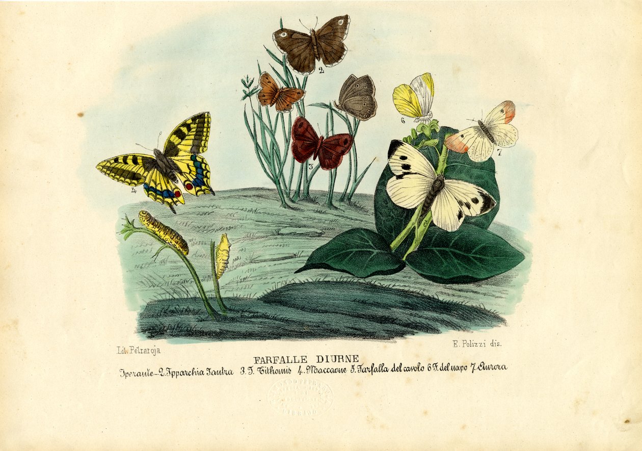 Farfalle, 1863-79 da Raimundo Petraroja