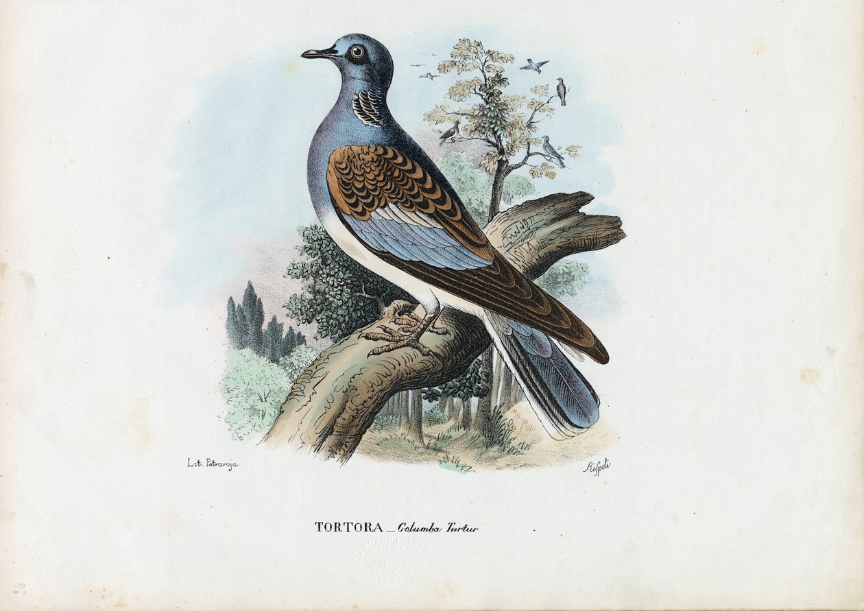 Tortora europea, 1863-79 da Raimundo Petraroja