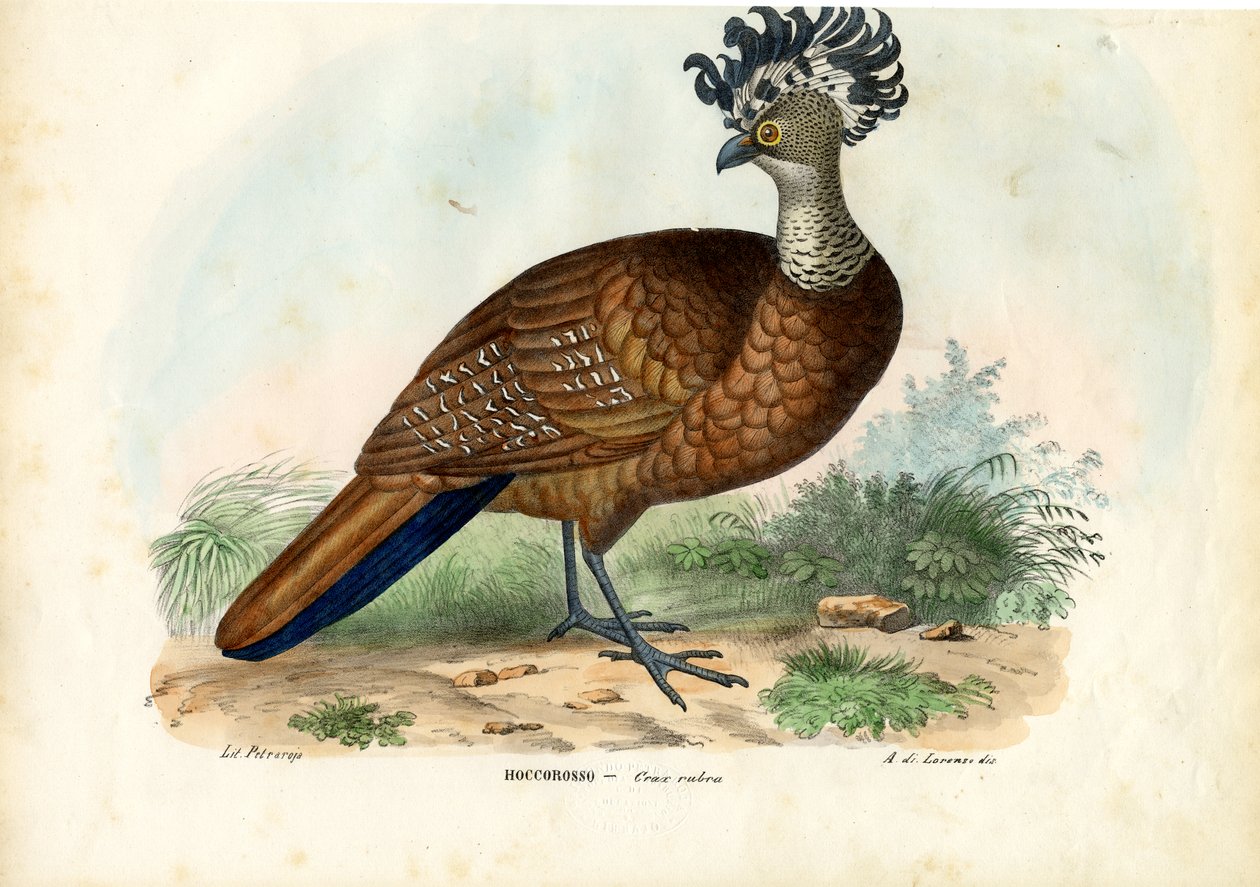 Grande Curassow, 1863-79 da Raimundo Petraroja