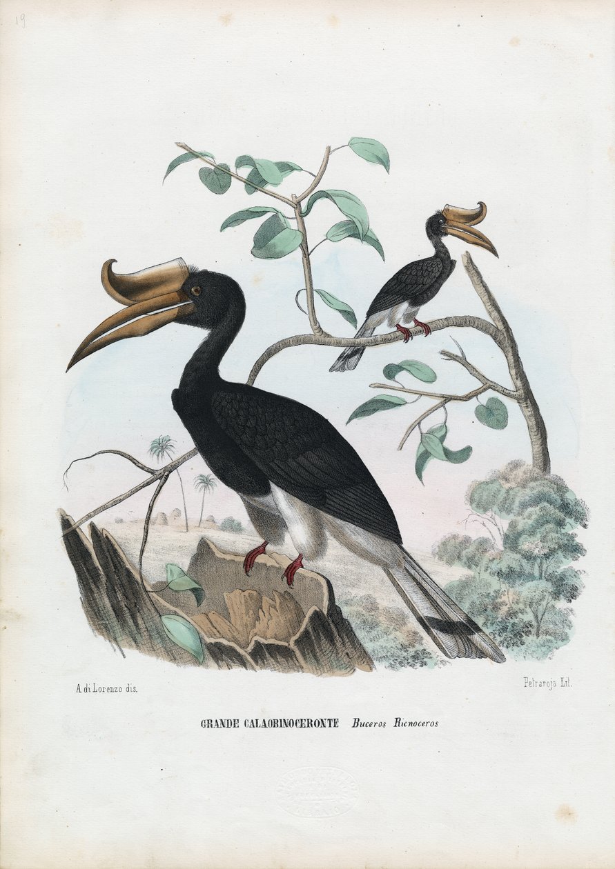 Grande bucero, 1863-79 da Raimundo Petraroja