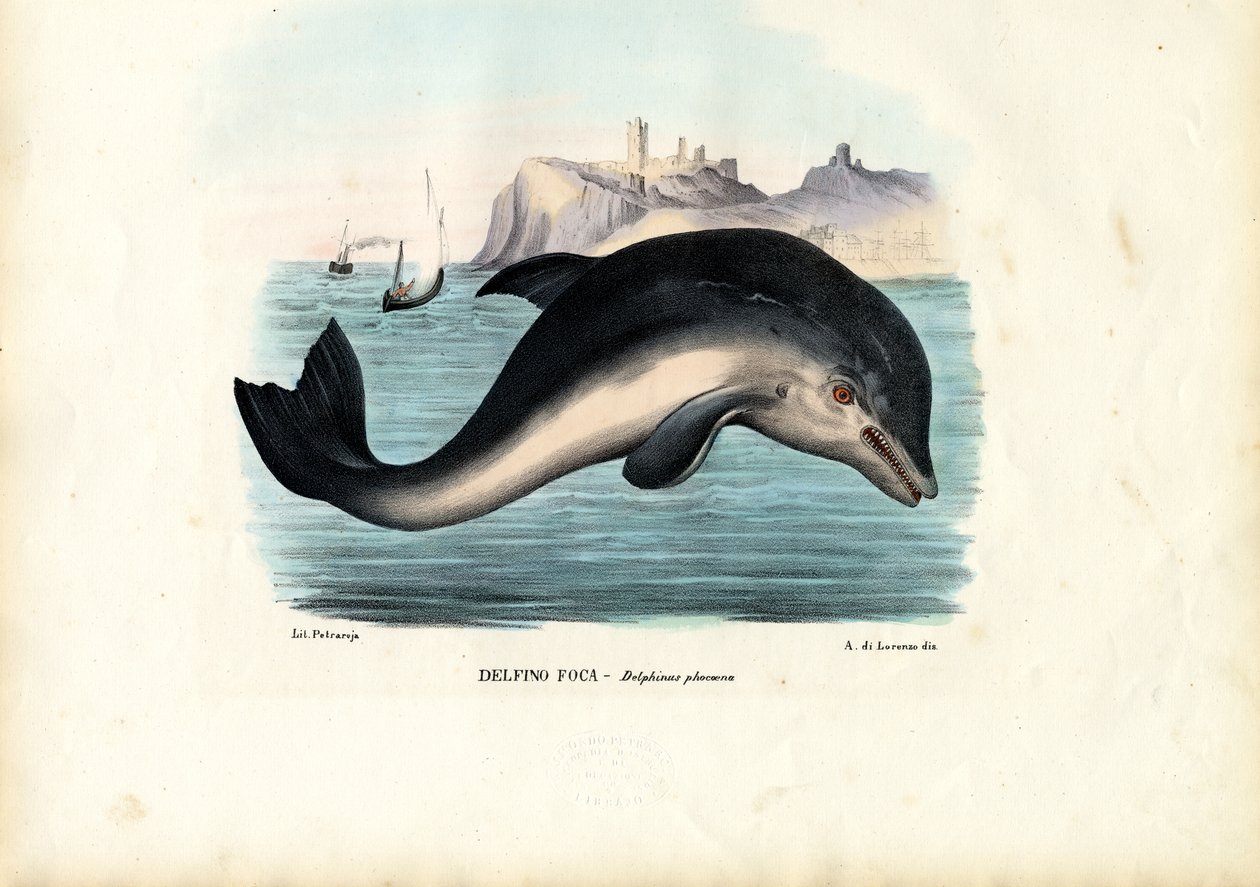 Focena del porto, 1863-79 da Raimundo Petraroja