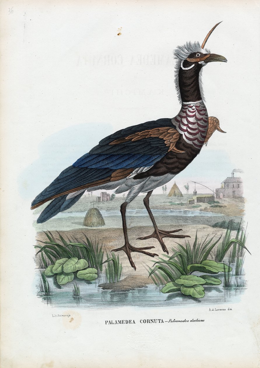 Urlatore cornuto, 1863-79 da Raimundo Petraroja