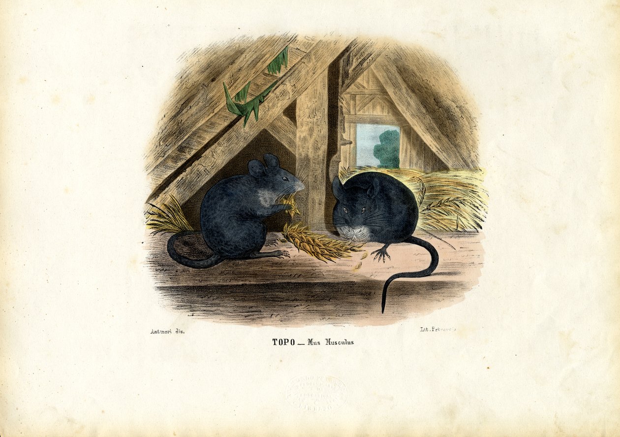 Topo domestico, 1863-79 da Raimundo Petraroja