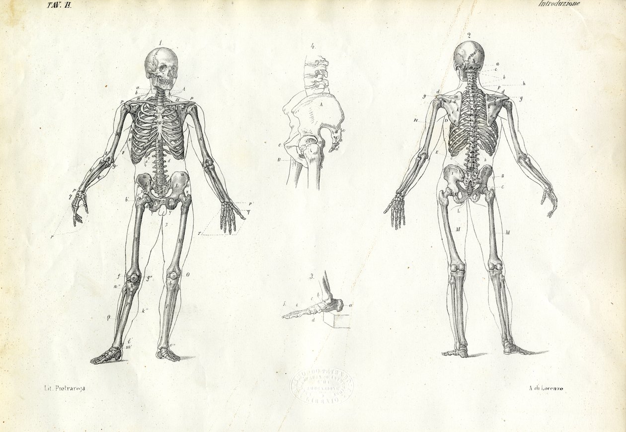 Essere Umano, 1863-79 da Raimundo Petraroja