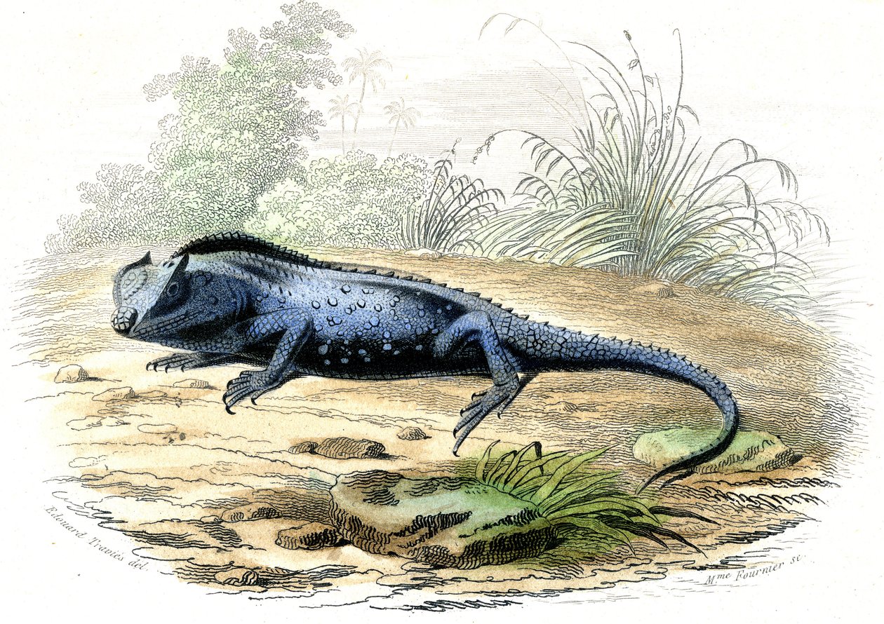 La testa biforcuta (Lyriocephalus margaritaceus) - Tavola estratta da Histoire Naturelle di Bernard Germain de Lacepede (1856-1925), edizione P.Furme, Parigi da Raimundo Petraroja